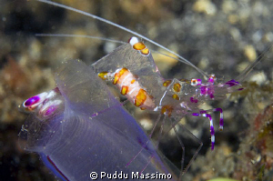 lembeh,nikon d2x 60mm macro by Puddu Massimo 